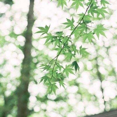 口袋日月公益服下载